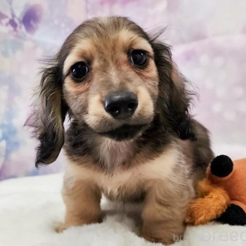 成約済の大阪府のミニチュアダックスフンド(ロングヘアード)-445625の8枚目