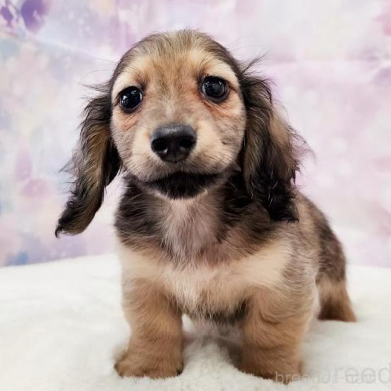 成約済の大阪府のミニチュアダックスフンド(ロングヘアード)-445625の7枚目