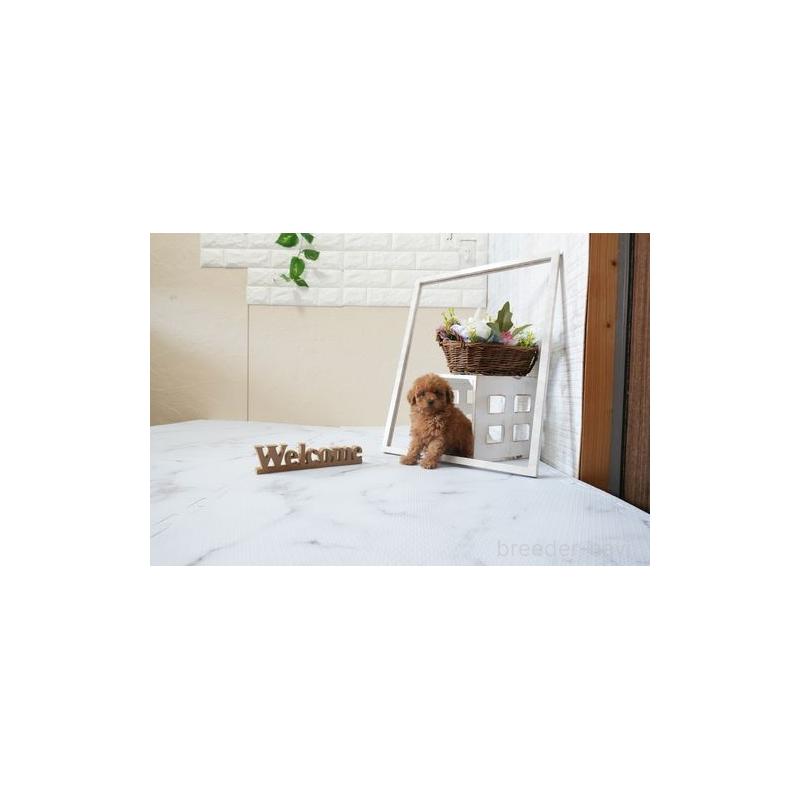 販売中の滋賀県のティーカッププードル-451036の5枚目