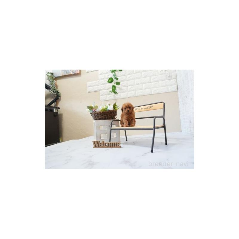 販売中の滋賀県のティーカッププードル-451036の3枚目