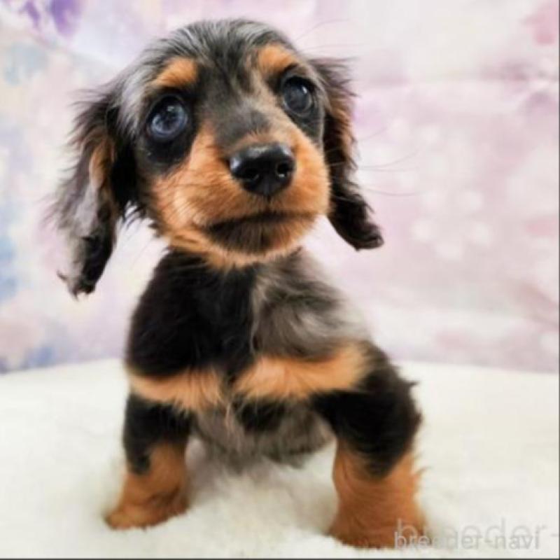 販売中の大阪府のカニンヘンダックスフンド(ロングヘアード)-449883