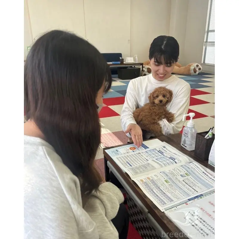 販売中の東京都のチワプー:チワワ×トイプードル-451474の9枚目