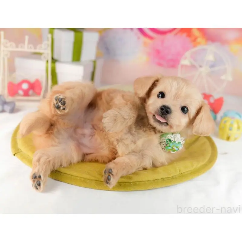 販売中の東京都のチワプー:チワワ×トイプードル-451474の5枚目