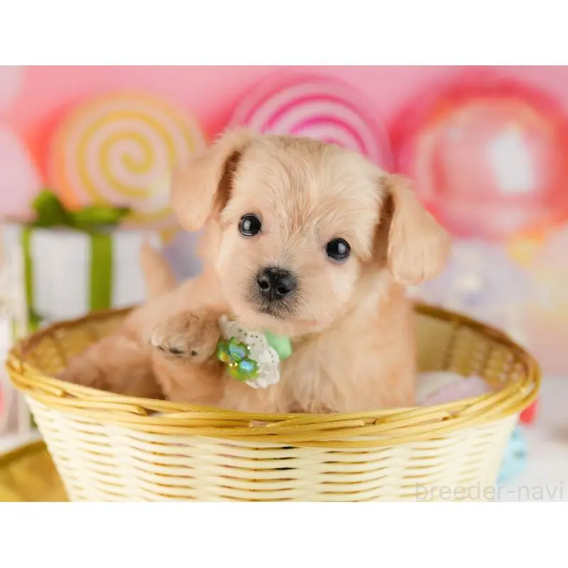 販売中の東京都のチワプー:チワワ×トイプードル-451474の3枚目