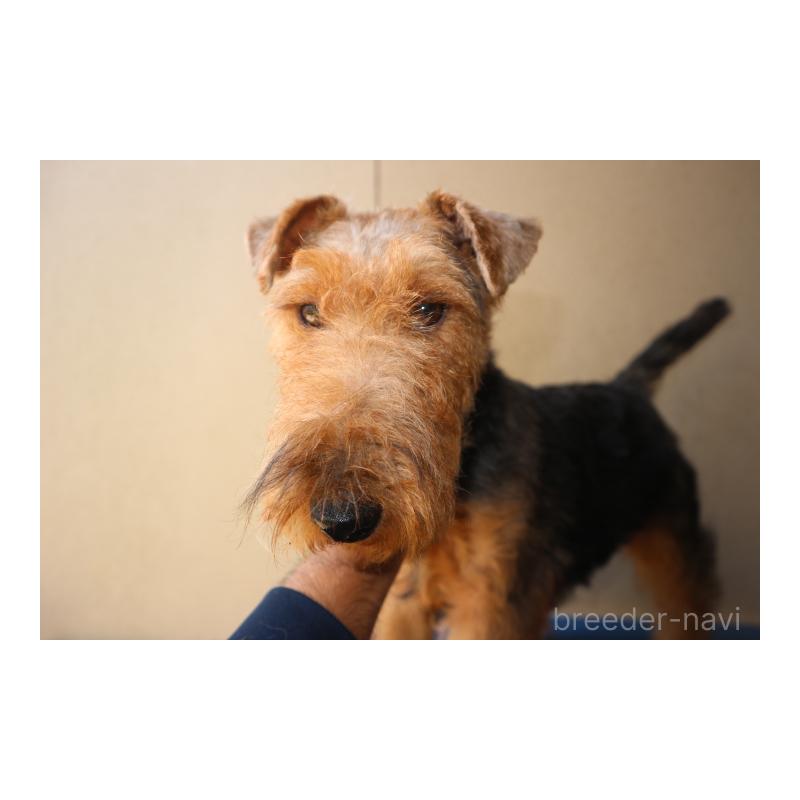 販売中の千葉県のウェルシュテリア-442394