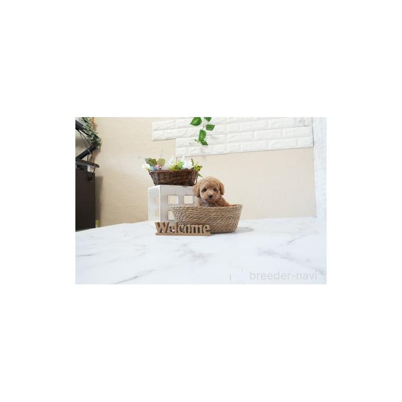 販売中の滋賀県のトイプードル-451042の3枚目