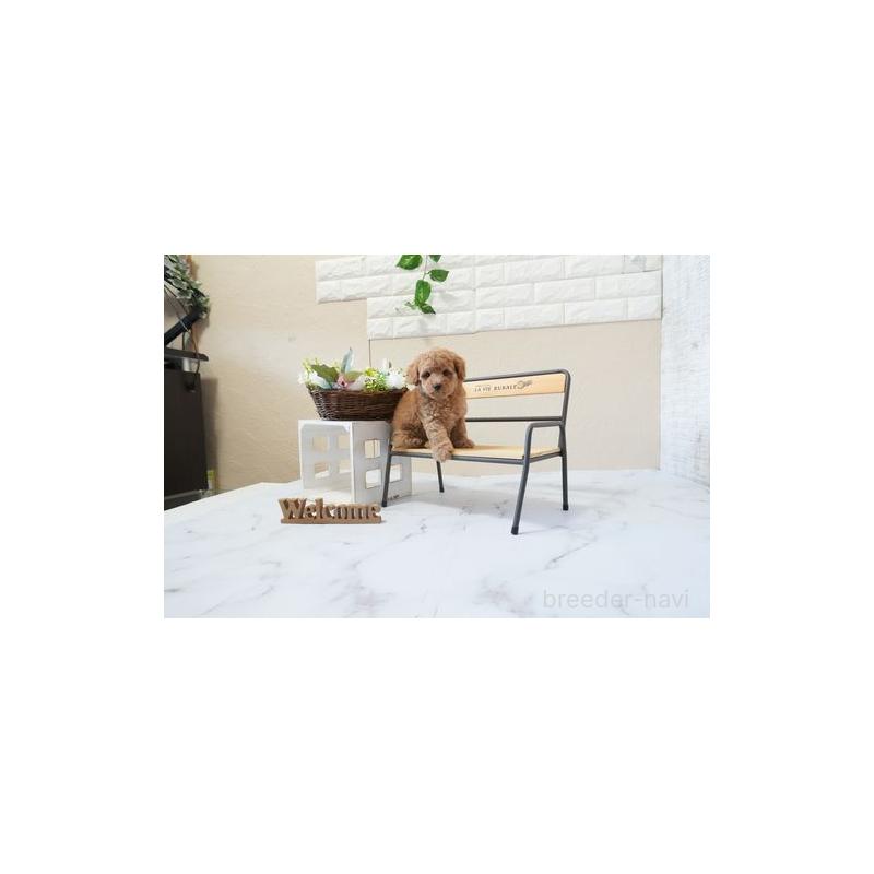 販売中の滋賀県のトイプードル-451042の2枚目