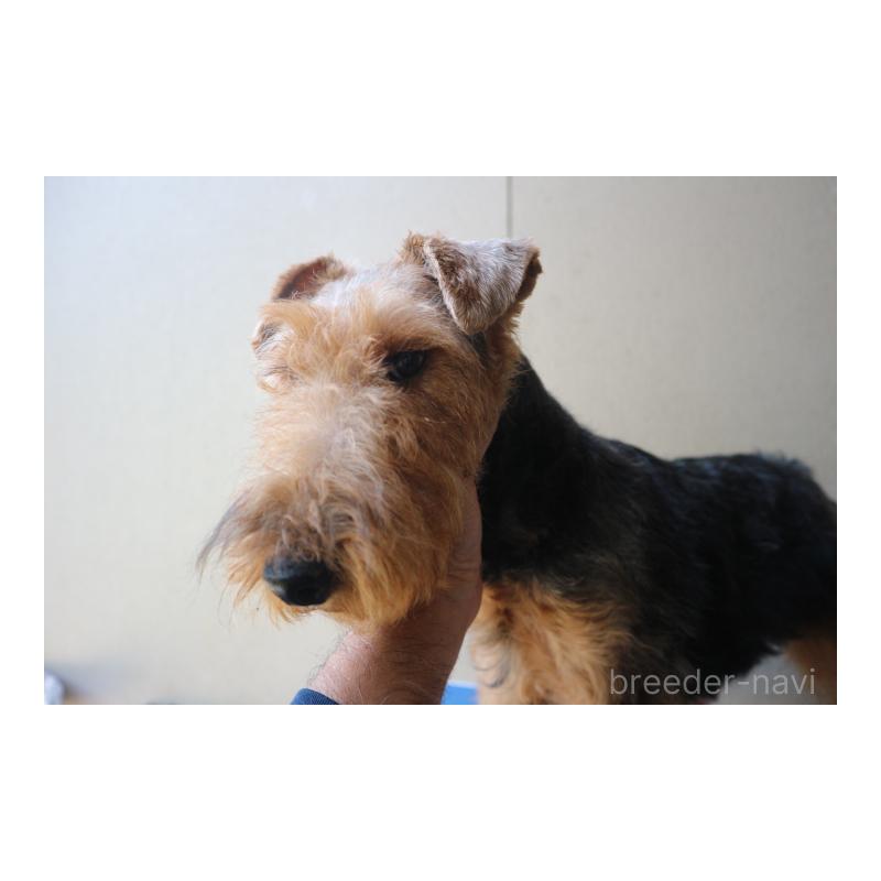 成約済の千葉県のウェルシュテリア-442394の4枚目