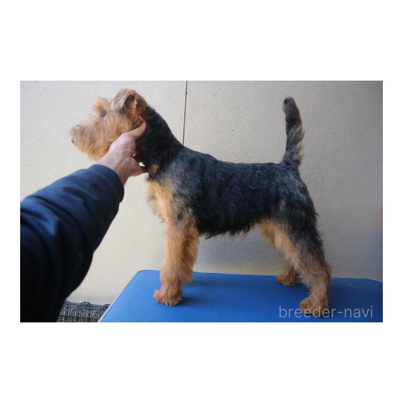 成約済の千葉県のウェルシュテリア-442394の3枚目