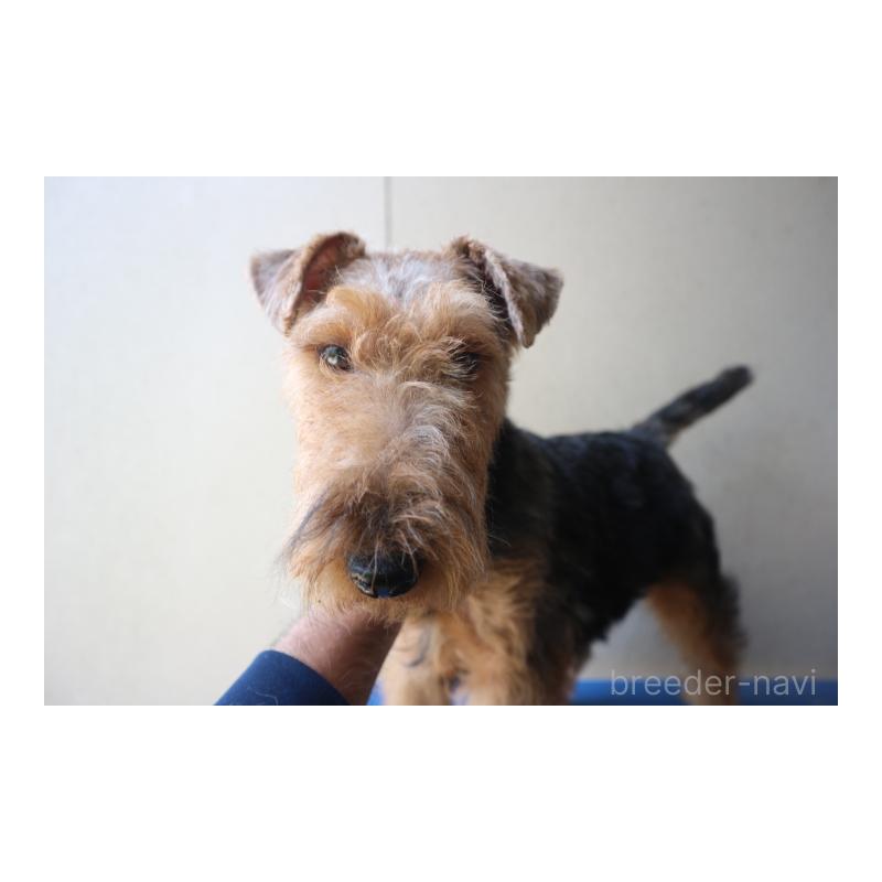 成約済の千葉県のウェルシュテリア-442394の2枚目