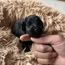 ♀︎ダップー:ミニチュアダックスフンド×トイプードル