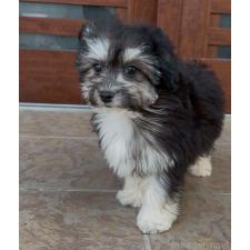 ♀︎チワプー:チワワ×トイプードル