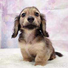 ♀︎ミニチュアダックスフンド(ロングヘアード)