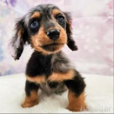 ♀︎カニンヘンダックスフンド(ロングヘアード)