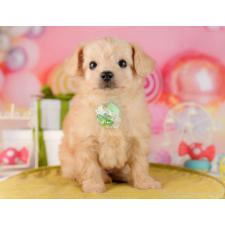 ♀︎チワプー:チワワ×トイプードル