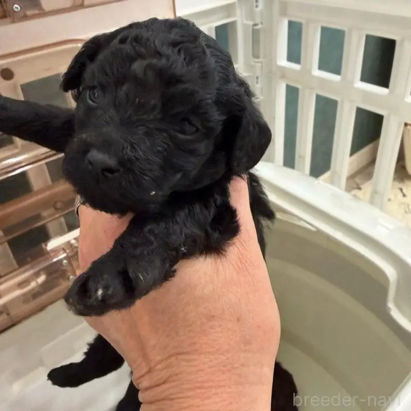 販売中の千葉県のトイプードル-451477の2枚目