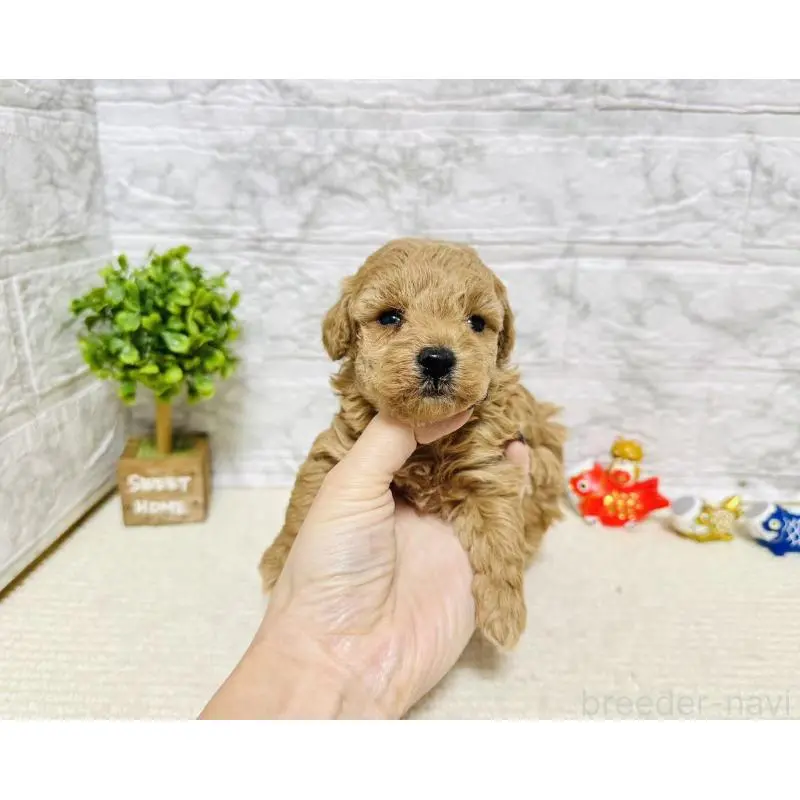 販売中の岐阜県のタイニープードル-451478の6枚目