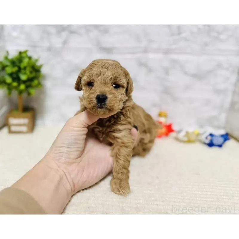 販売中の岐阜県のタイニープードル-451478の5枚目