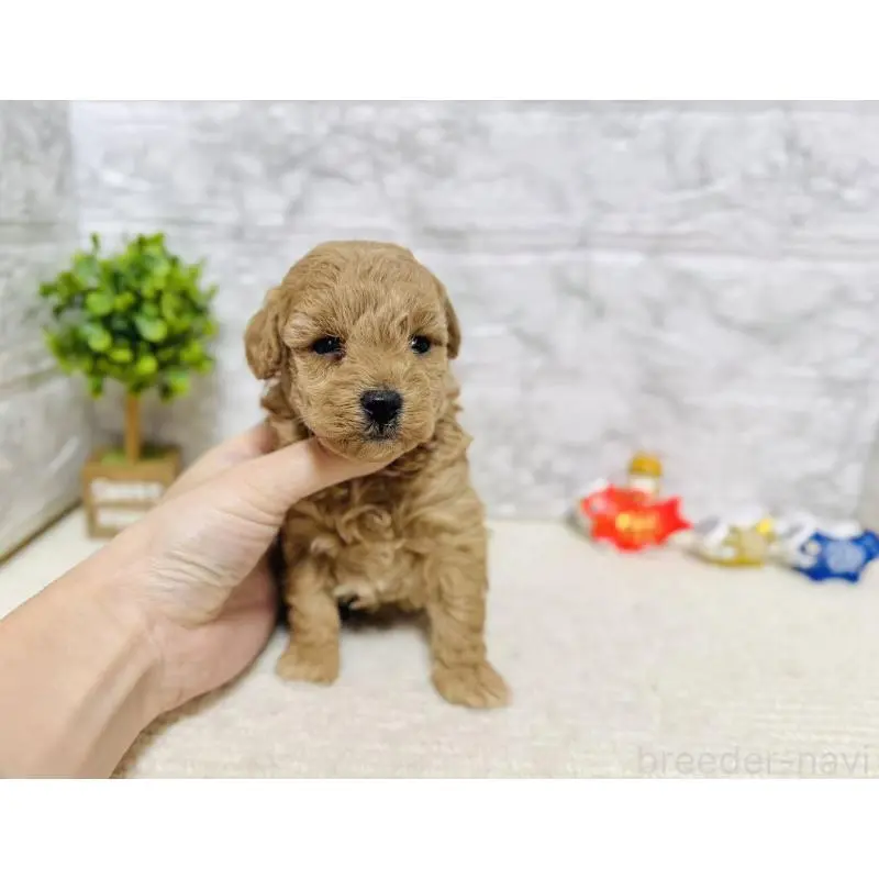 販売中の岐阜県のタイニープードル-451478の4枚目