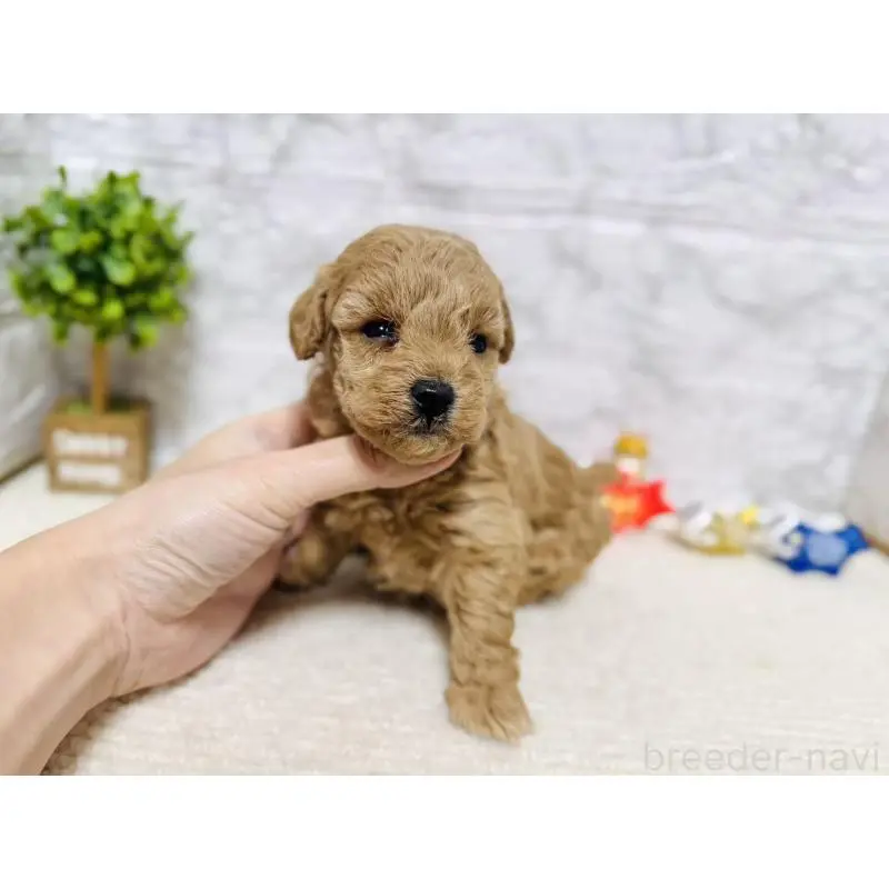 販売中の岐阜県のタイニープードル-451478の3枚目