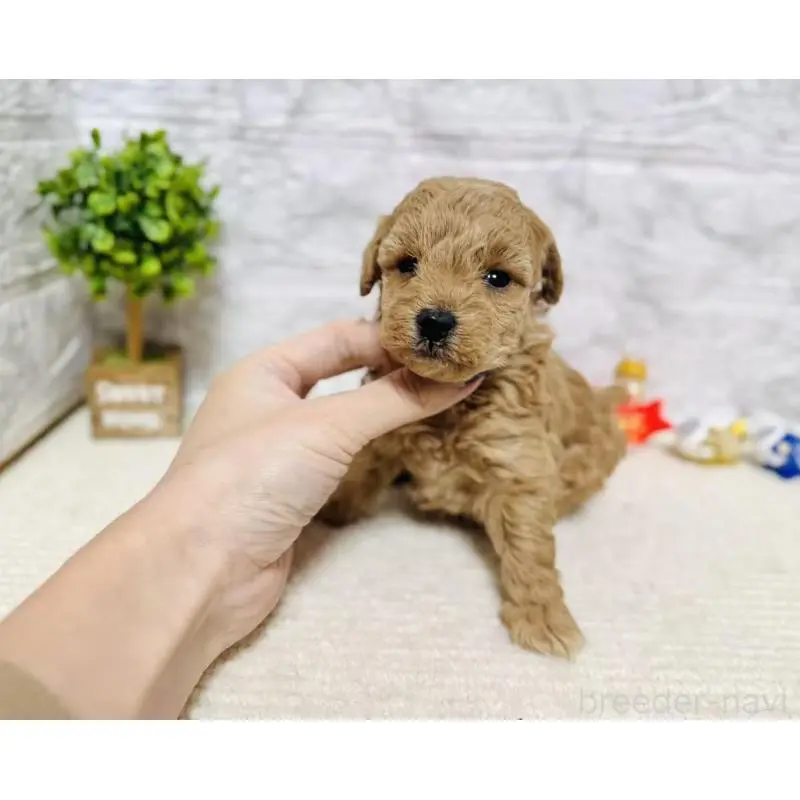 販売中の岐阜県のタイニープードル-451478の2枚目