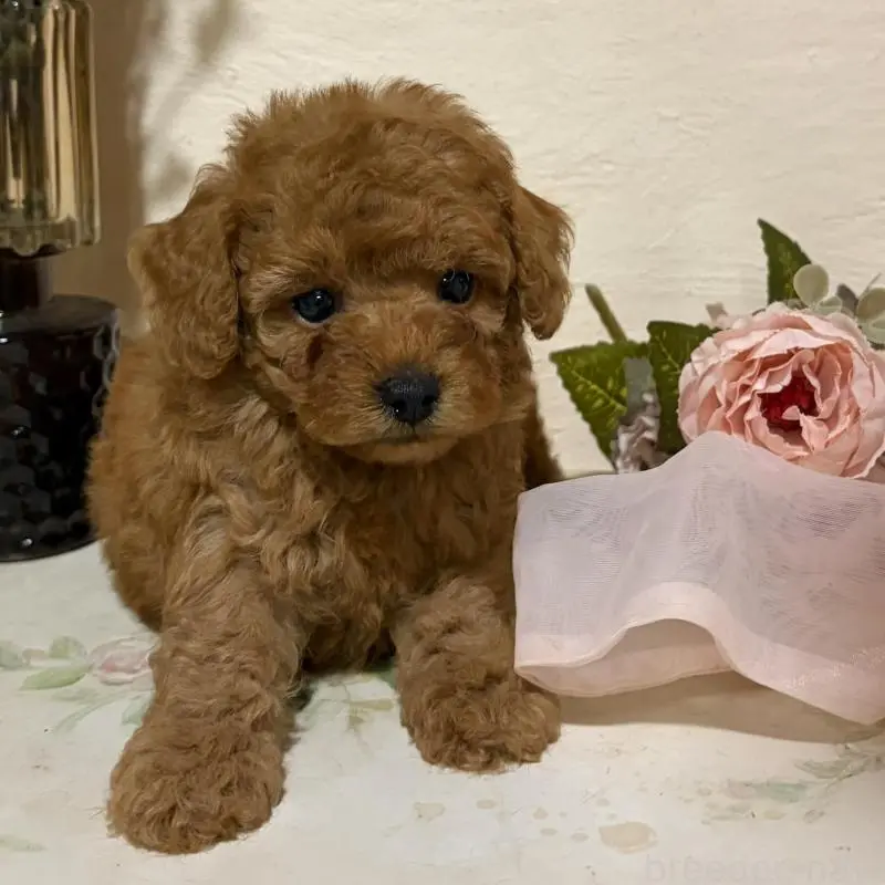 販売中の福岡県のタイニープードル-451475の3枚目