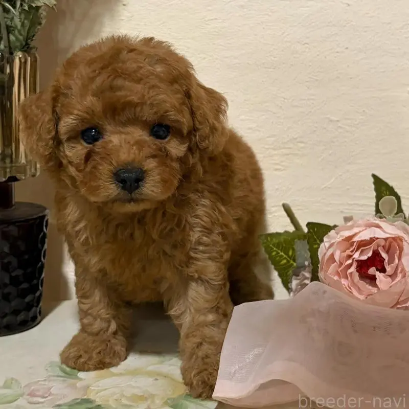 販売中の福岡県のタイニープードル-451475の2枚目