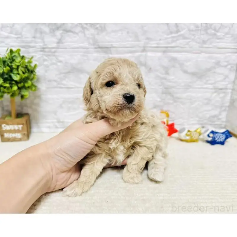 販売中の岐阜県のタイニープードル-451480の9枚目