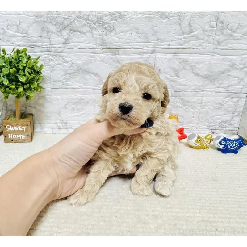 販売中の岐阜県のタイニープードル-451480の8枚目