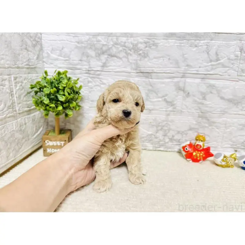 販売中の岐阜県のタイニープードル-451480の7枚目