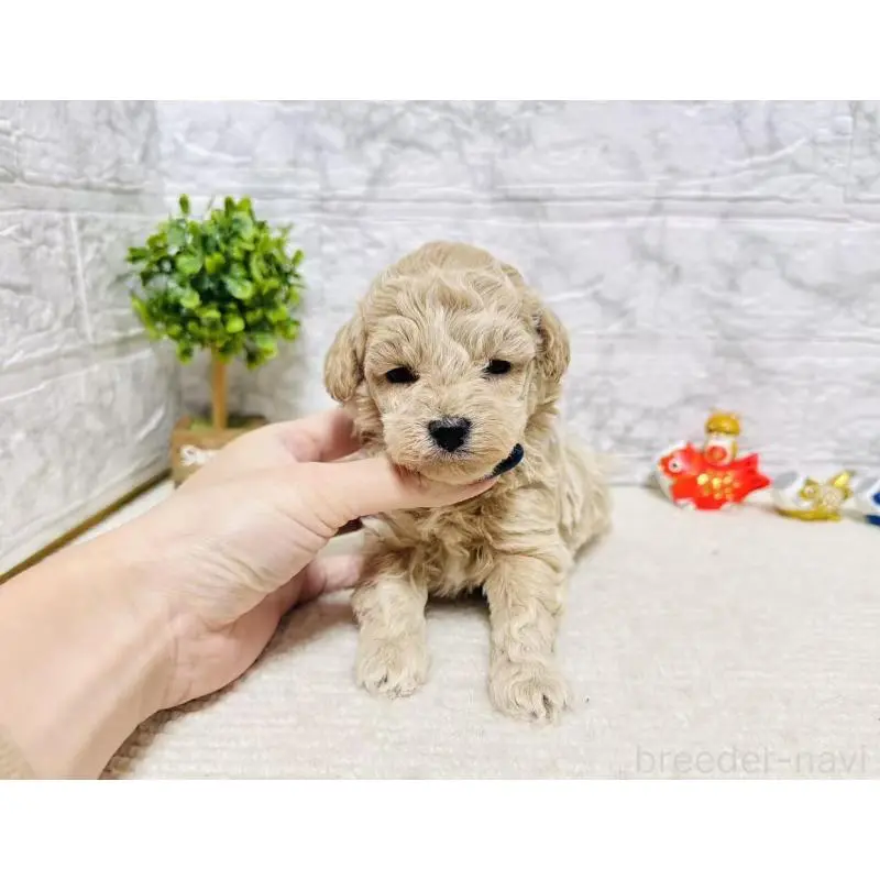 販売中の岐阜県のタイニープードル-451480の6枚目