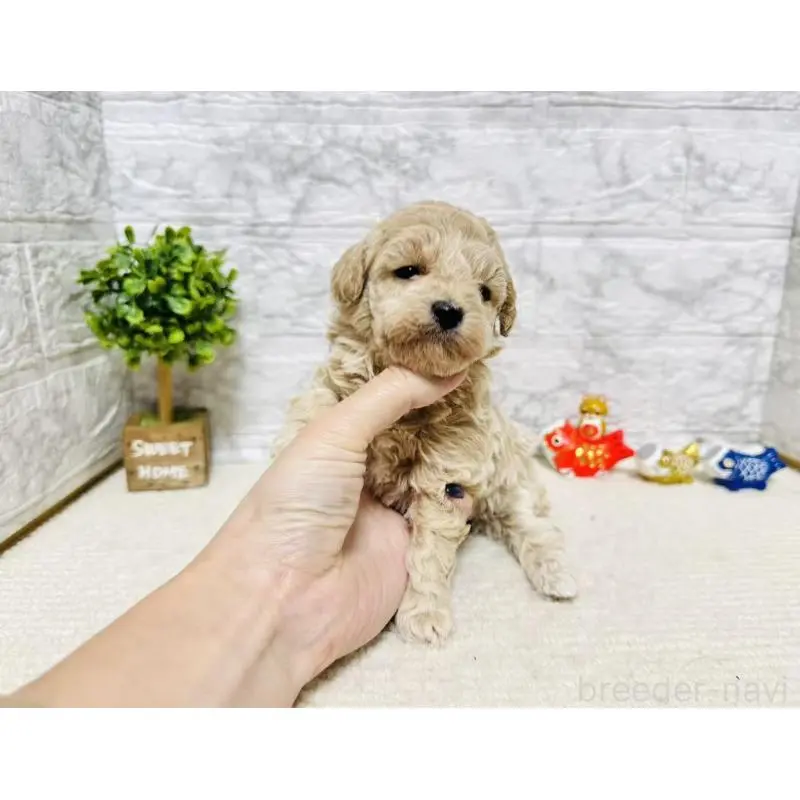 販売中の岐阜県のタイニープードル-451480の5枚目