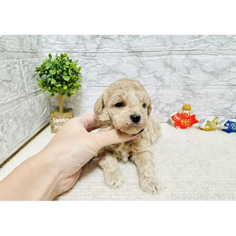 販売中の岐阜県のタイニープードル-451480の3枚目