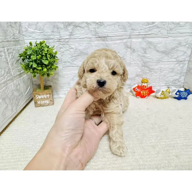 販売中の岐阜県のタイニープードル-451480の2枚目