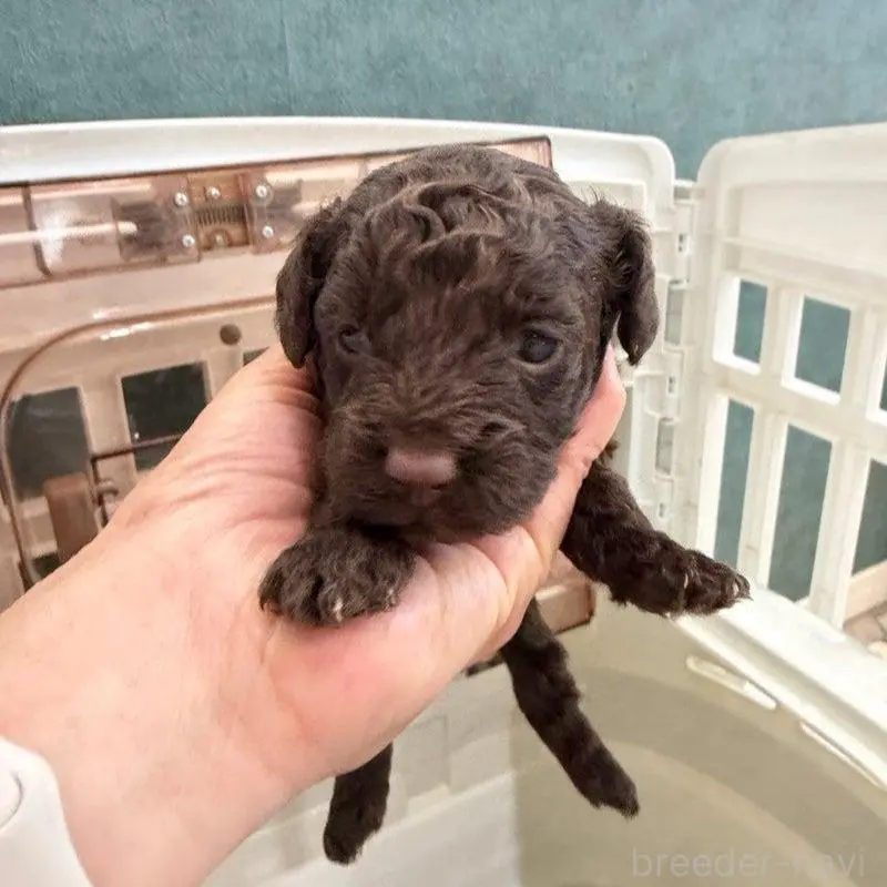 販売中の千葉県のトイプードル-451481の3枚目