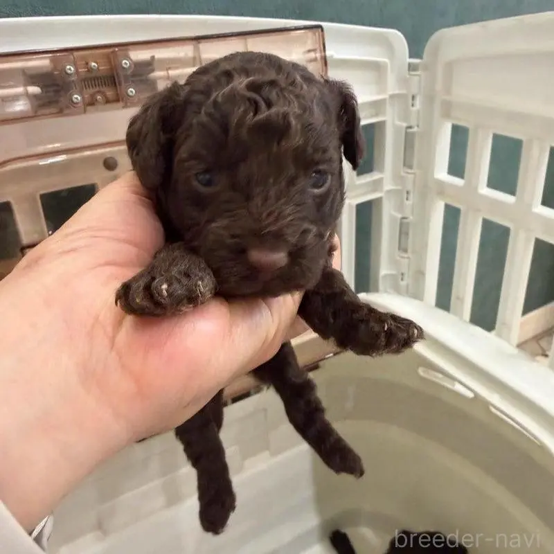 販売中の千葉県のトイプードル-451481の2枚目