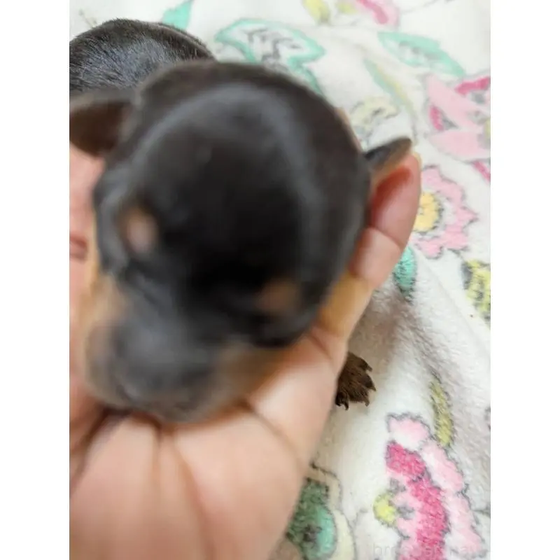 販売中の神奈川県のヨークシャーテリア-451482の2枚目