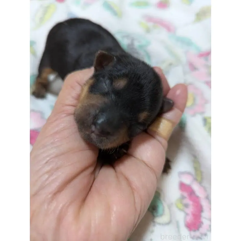 販売中の神奈川県のヨークシャーテリア-451482