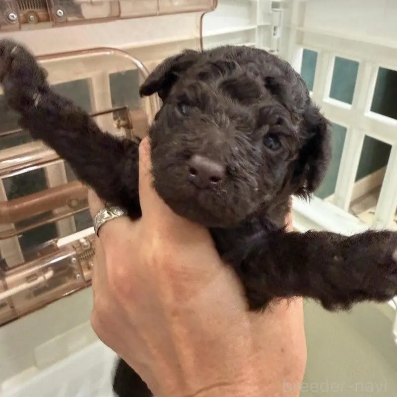 販売中の千葉県のトイプードル-451484の3枚目