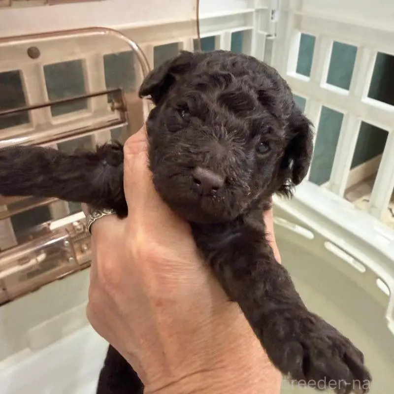 販売中の千葉県のトイプードル-451484の2枚目