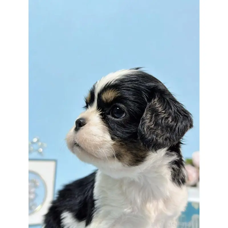 販売中の茨城県のキャバリアキングチャールズスパニエル-451485の6枚目