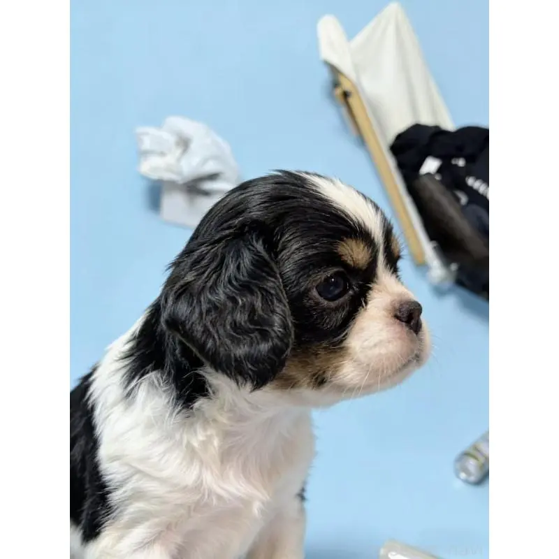 販売中の茨城県のキャバリアキングチャールズスパニエル-451485の5枚目