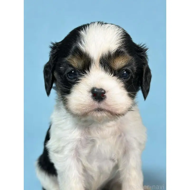 販売中の茨城県のキャバリアキングチャールズスパニエル-451485の4枚目
