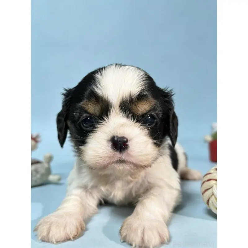 販売中の茨城県のキャバリアキングチャールズスパニエル-451485の3枚目