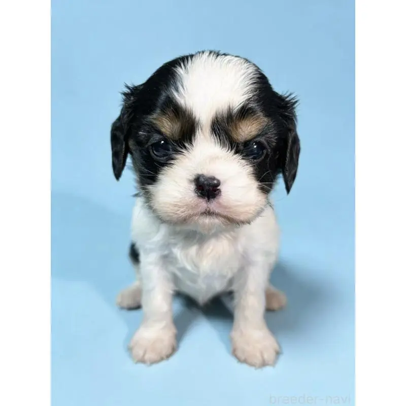 販売中の茨城県のキャバリアキングチャールズスパニエル-451485の2枚目