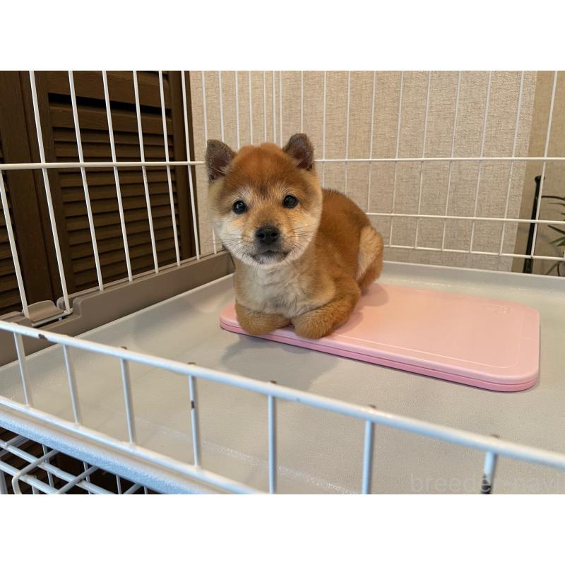 販売中の兵庫県の豆柴-443014の5枚目