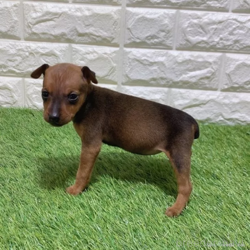 販売中の愛知県のミニチュアピンシャー(ミニピン)-450180の5枚目