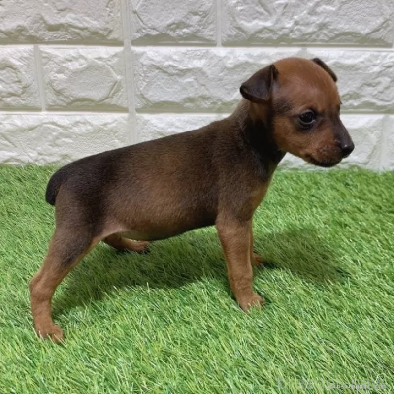 販売中の愛知県のミニチュアピンシャー(ミニピン)-450180の4枚目