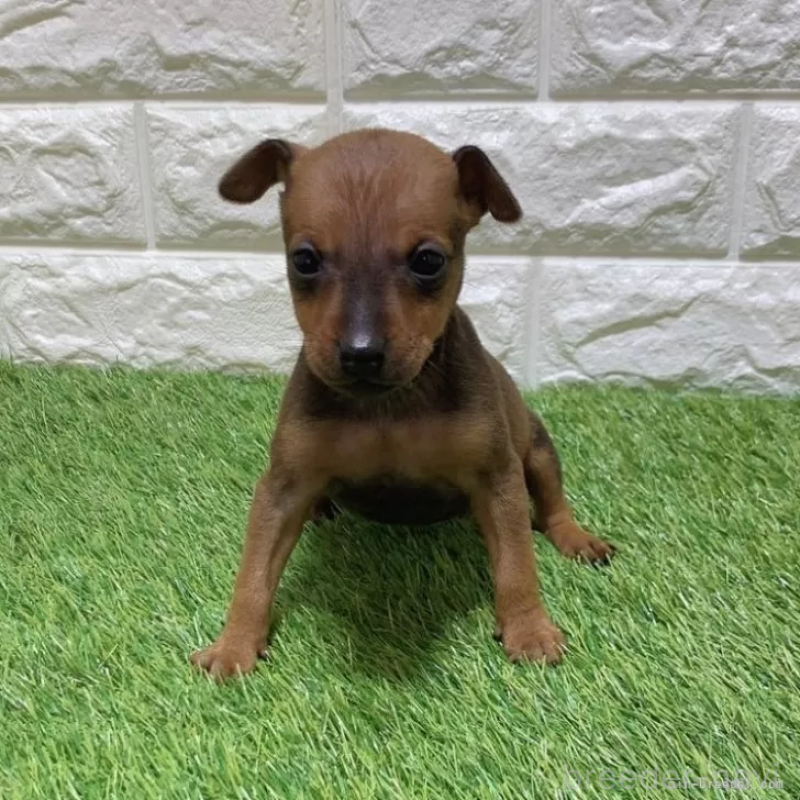 販売中の愛知県のミニチュアピンシャー(ミニピン)-450180の3枚目