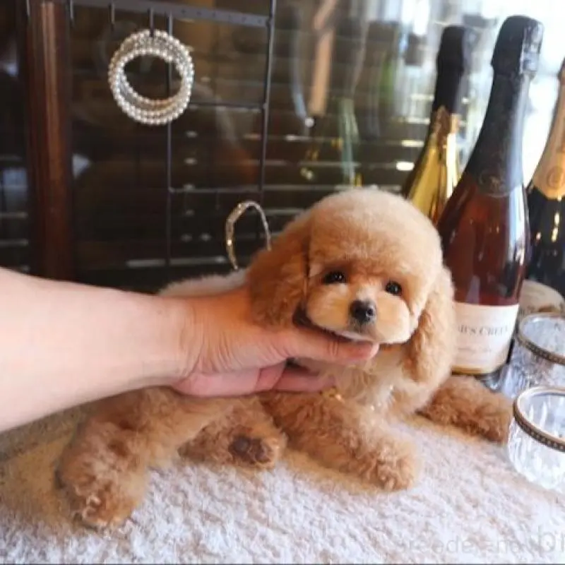 販売中の埼玉県のタイニープードル-451488の5枚目